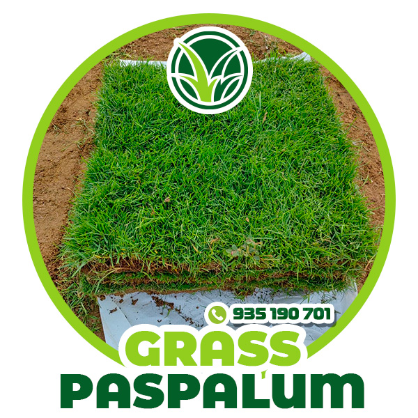 TIPO-de-grass-13