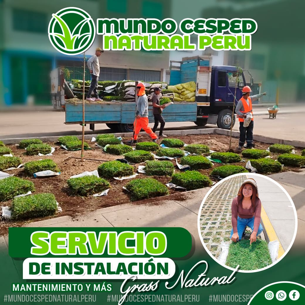 Z-flayer_servicio_01