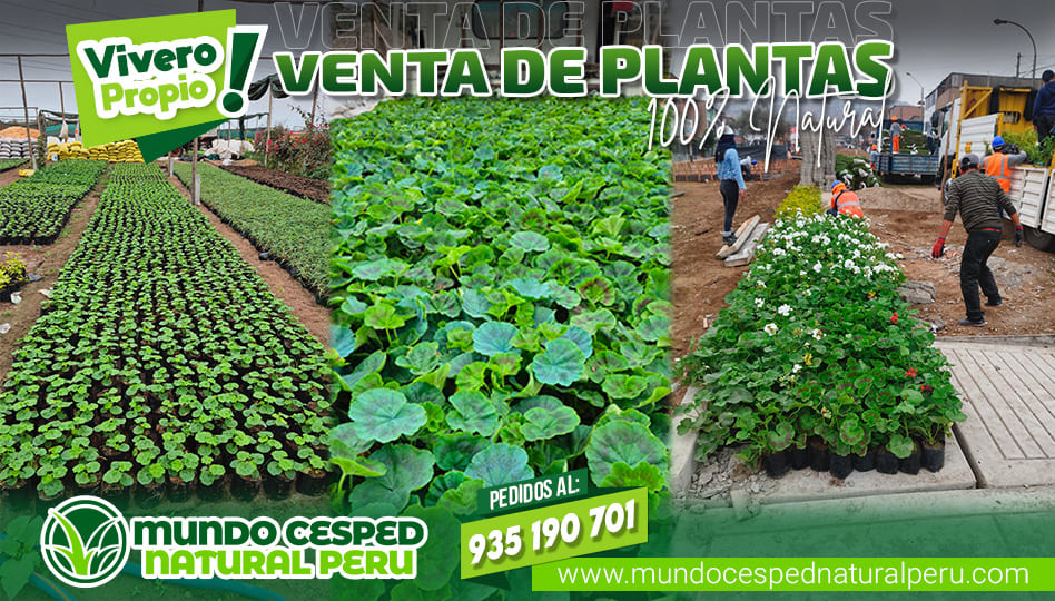 fla-planta_