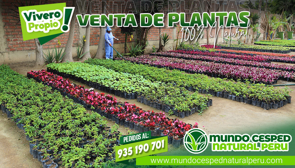 fla-planta_02